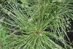 Isolepis varians