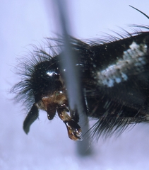 Sarcophaga variegata