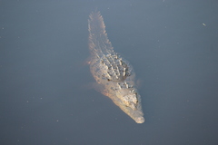 Crocodylus acutus