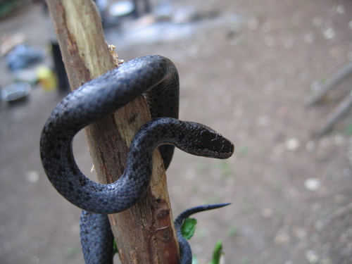 Photo of a Ornate Wolf Snake (Lycophidion ornatum)