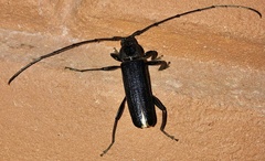 Xystrocera nigrita