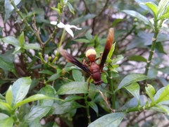 Polistes sagittarius