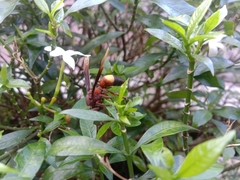 Polistes sagittarius