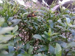 Polistes sagittarius