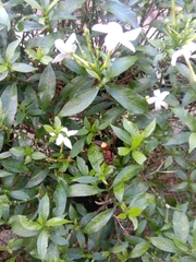 Polistes sagittarius