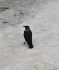 Corvus monedula