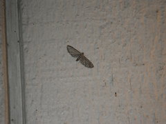 Eupitheciini