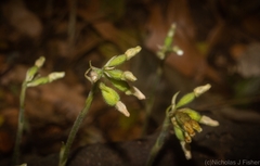 Cheirostylis notialis