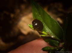 Diorygopyx duplodentatus