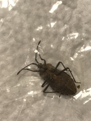 Hypselonotini