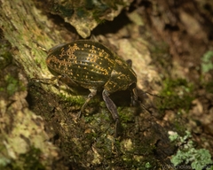 Perissops mucidus