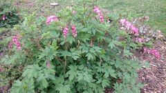 Lamprocapnos spectabilis