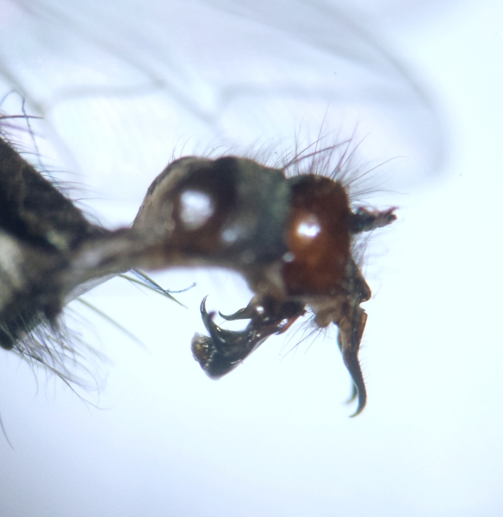 Flesh fly