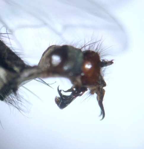 Flesh fly