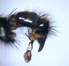 Sarcophaga subvicina