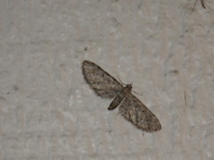 Eupitheciini