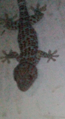 Gekko gecko