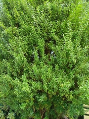 Myrtus communis tarentina