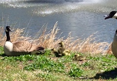 Branta canadensis