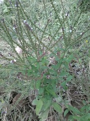 Verbena carolina