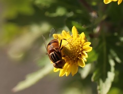 Eristalinus quinquestriatus