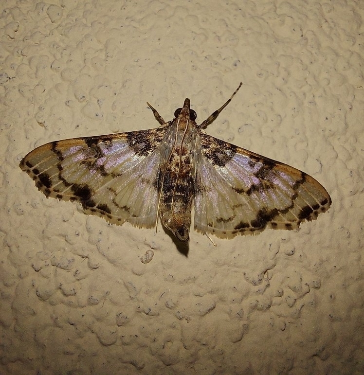 Azochis pieralis