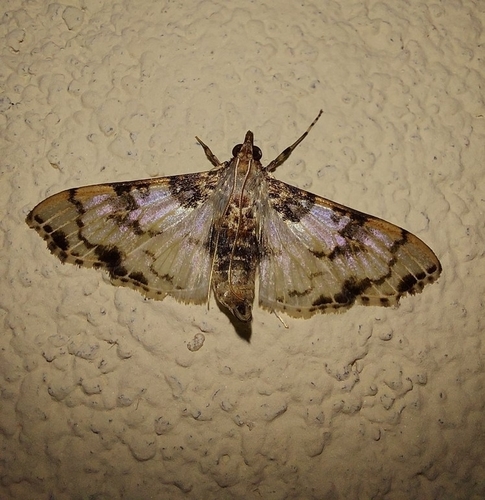 Azochis pieralis