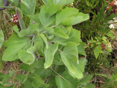 Notobubon galbanum