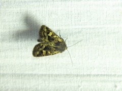 Celaena haworthii