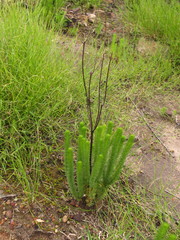 Ursinia punctata