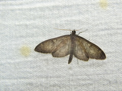 Anania lancealis
