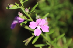 Coopernookia barbata