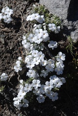Phlox condensata