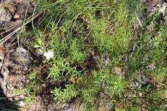 Coopernookia barbata