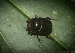 Onthophagus neostenocerus