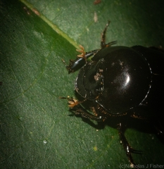 Onthophagus neostenocerus