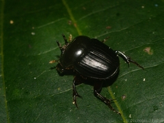 Onthophagus neostenocerus