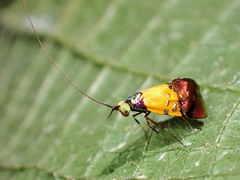Nemophora aurisparsella