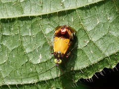 Nemophora aurisparsella