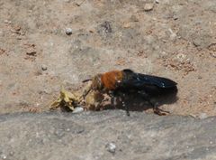 Campsomeriella