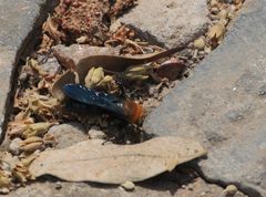 Campsomeriella