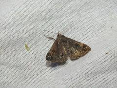 Hypena crassalis