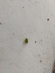 Insecta