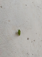 Insecta