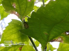 Hileithia approprialis