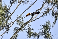 Ramphastos toco
