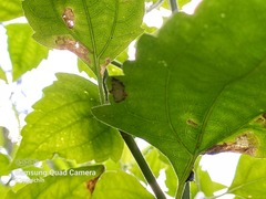 Hileithia approprialis
