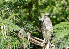 Nycticorax nycticorax