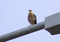 Acridotheres leucocephalus