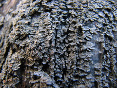 Fuscopannaria leucosticta